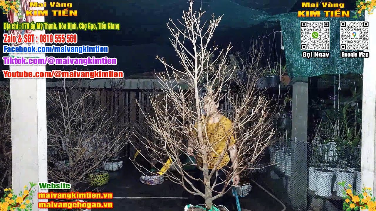 Mai Vàng Nhiều Nụ Đón Tết Bao Ship Toàn Quốc Giá Rẻ - Mai Vàng Kim Tiền Chợ Gạo