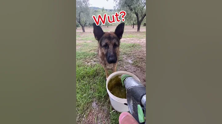 Dog VS Water Hose Jet Roulette
