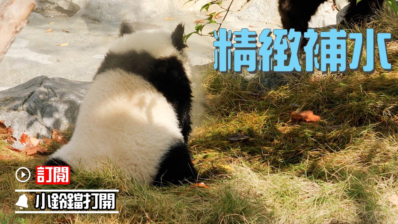 《熊貓早晚安》國寶級護膚：噴泉補水儀上線 | iPanda熊貓頻道