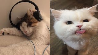 Funniest Cats | Don't try to hold back Laughter | Cutest Lands Part 54 by Cutest Lands 2,131 views 1 year ago 5 minutes, 7 seconds