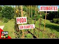 COMO SALVAR LAS TOMATERAS ENFERMAS Y APESTADAS! SOBREVIVEN? #TOMARTES EP.26