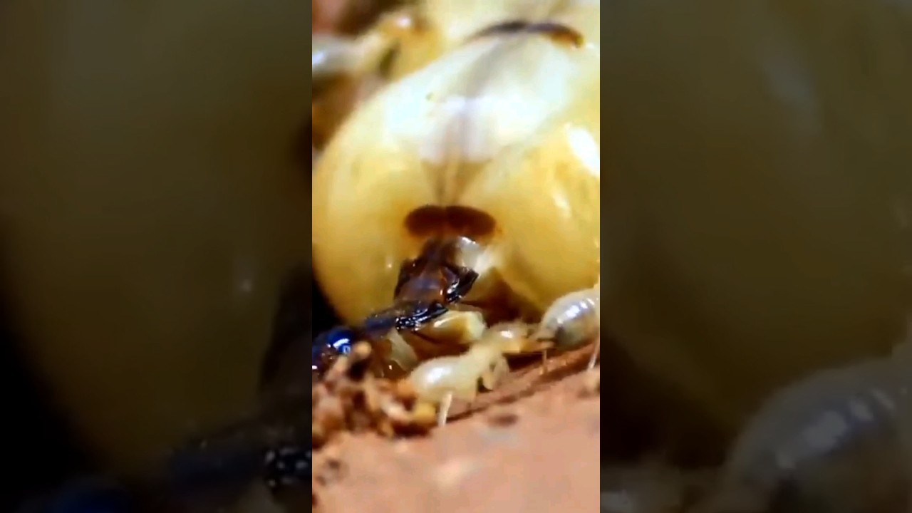 Termite Queen can lay up to 30,000 eggs per day x 15 years! 💯😎 | Brazil