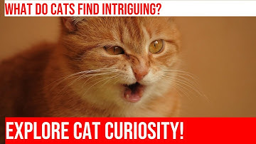 Cats React to Bubble Blast: A Fascinating Look at Feline Curiosity!