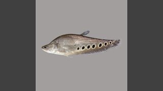 Knifefish