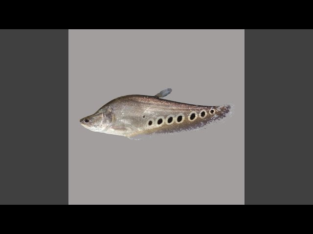 KnifefishNEW!Oxis