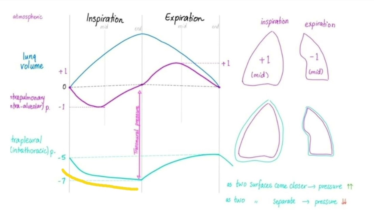 Pulmonary Pressures & Lung Compliance | Dr Saroj Kanwar PT