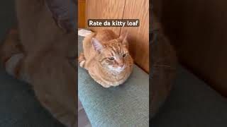 Pretty decent loaf right there…. #cat #loaf #rate #kitty