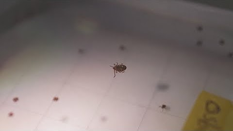 Potentially deadly infection can come from longhorned tick bites, scientists warn