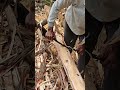 The fir peeling process is fully recorded. Good tools to help you work