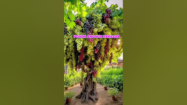 ✅️ Pohon anggur 🍇 RAKSASA berbuah banyak #anggur #grape #shorts #short