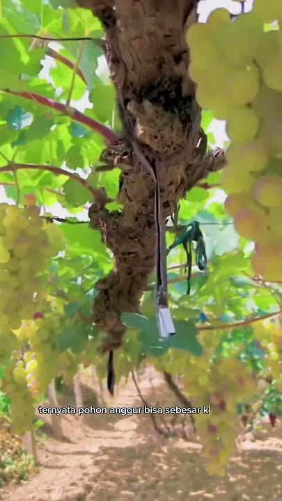 ✅️ Pohon anggur 🍇 RAKSASA berbuah banyak #anggur #grape #shorts #short
