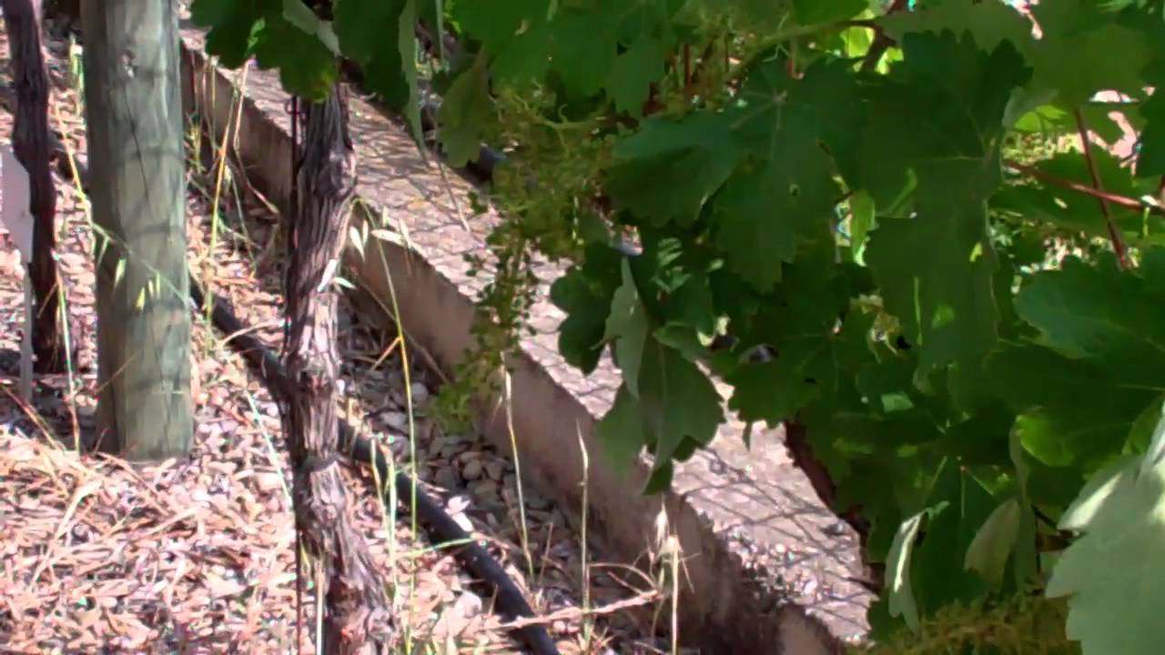 Grape Varietals Castillo de Maetierra in Calahorra, La Rioja - Part II