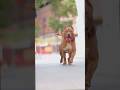 Pitbull short video 😈😈🐕 #viralshorts #pitbull #dog