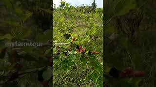 Mulberry fruits # myfarmtour