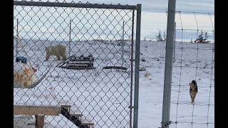 Escape to the cold MPR's Sven Sundgaard on his trip to the arctic
