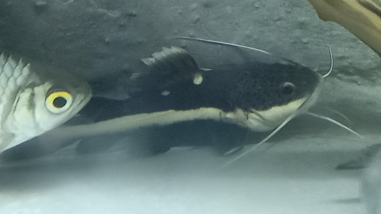 Cach Cho Ca Hồng Vỹ Mỏ Vịt Mới Mua Về ăn Redtail Catfish Mini
