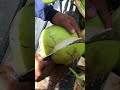 So satisfying fresh coconut cutting skill shorts coconut streetfood viral explore fresh