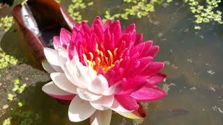 N. Jakkaphong water lily #1