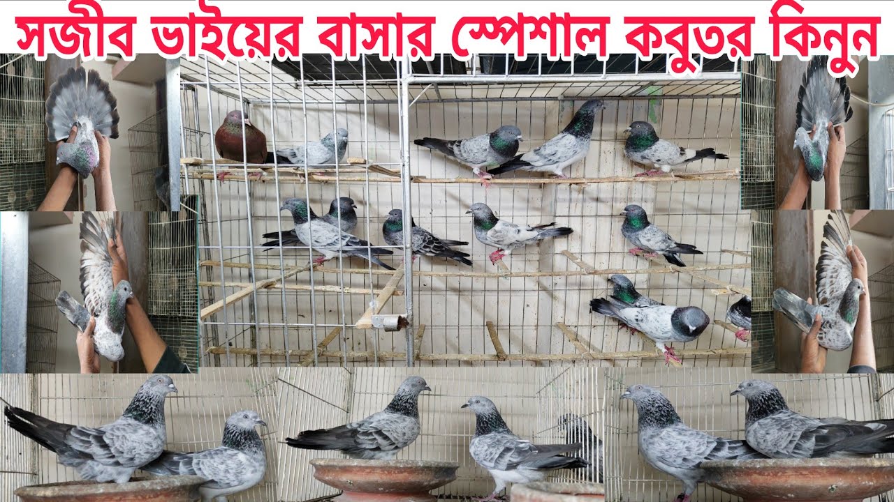 সেরা কিছু গিরিবাজ কবুতর কিনুন সিলভার সাবচিলা পঙ্খি কবুতর Gribaz kobutor #pigeon #kabootar #shorts 