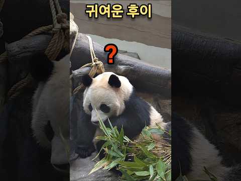 귀여운 후이 에버랜드 판다월드 세컨하우스 루이바오 후이바오