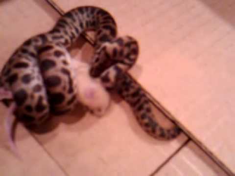 Stanley the Spotted Python eating a live fuzzie mouse - YouTube