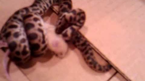 Stanley the Spotted Python eating a live fuzzie mouse