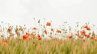 Mogan Aso Borem hit sngs Henry Super Konkani Melodies