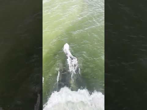 Dolphins playtime