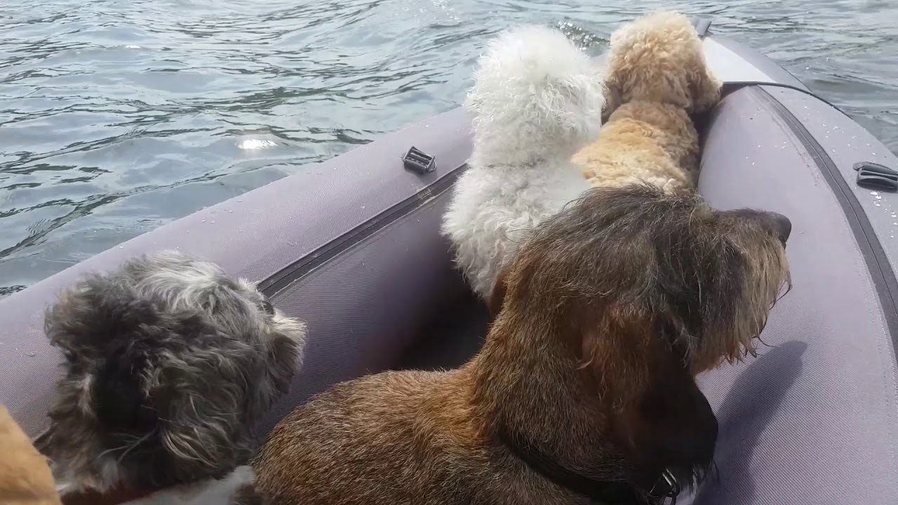 DogsReloaded Hundesitting - Kayak fahren