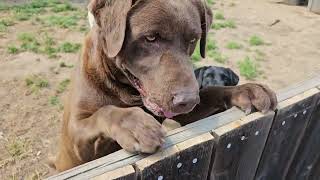 The Life with our Beautiful Labs fur babys they crack me up ,yellow ,black, chocolate labs fun time!