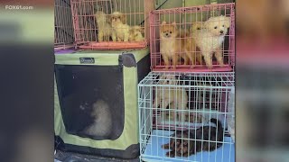 Cheshire Animal Control facility is taking criticism for its alleged mistreatment of dogs
