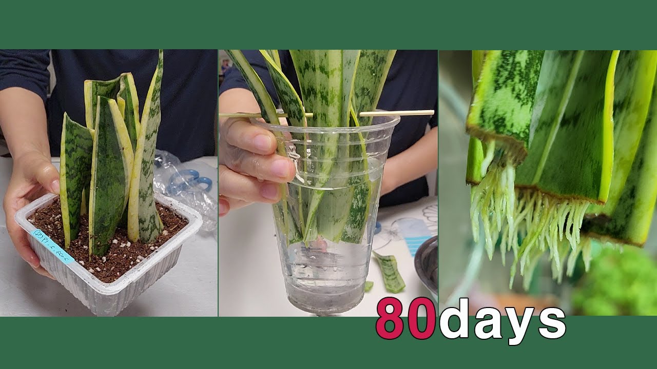 공기정화식물 산세베리아 잎꽂이, 물꽂이로 번식시키기 / 삽목, 정식 / Snake Plants (Sansevieria)