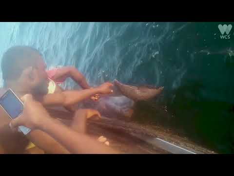 Pantropical Spotted Dolphin Release | WCS - Pantropical Spotted Dolphin Release | WCS