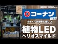 【アガベ塊根植物】小さな植物育成ライト!コーナンとヘリオスのコラボ商品ヘリオスマイルド!