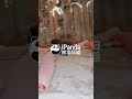 Red Panda Babies Are An Unfair Amount Of Cute | iPanda #shorts