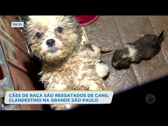 Ong Adote Já Mogi - Esse lindo Pastor Belga Malinois (cara preta) foi  resgatado pela Karina Adote Já, do um Canil Clandestino em Mogi das cruzes,  e precisa urgentemente ser adotado