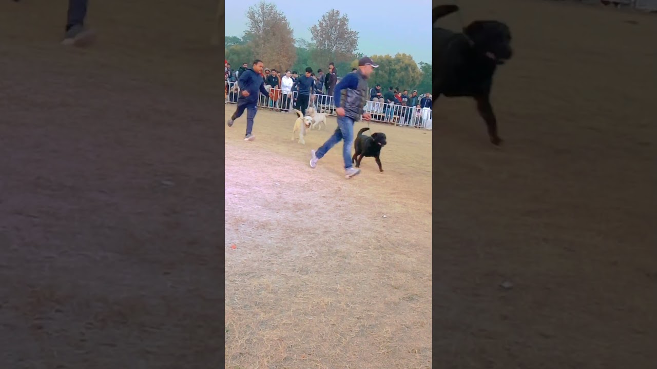 Top Dogs in Action | Highlights from the Ultimate Dog Show | Unforgettable Dog Show Moments | Lebra