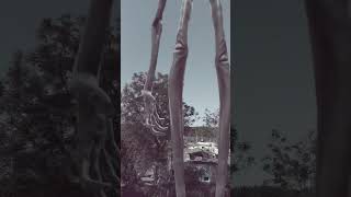 Wolf Howling Sound In Village |#wildlife#nature#forest#wolfsong#viralshorts #wolfsounds#shorts