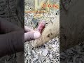 What is achieved from changa manga forest #mangalover #planet #changamangajungle