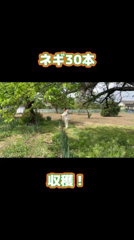 【ネギを30本収穫】フルバージョンは説明欄のリンクから視聴できます。