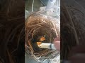 إطعام فراخ الشحرور Feeding Blackbird Chicks 
