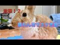 【可愛い】うさぎがご飯に対して激怒する奇跡の瞬間