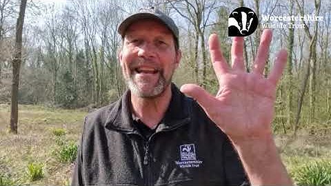 Seasonal spot...blackcap and garden warbler