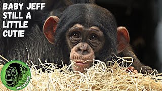Sweet Baby Chimp In His Little Nest 