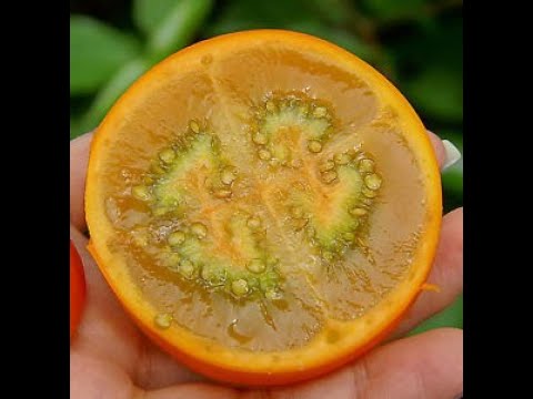 Video: Controllare i parassiti dei frutti di Naranjilla: come fermare gli insetti che mangiano Naranjilla