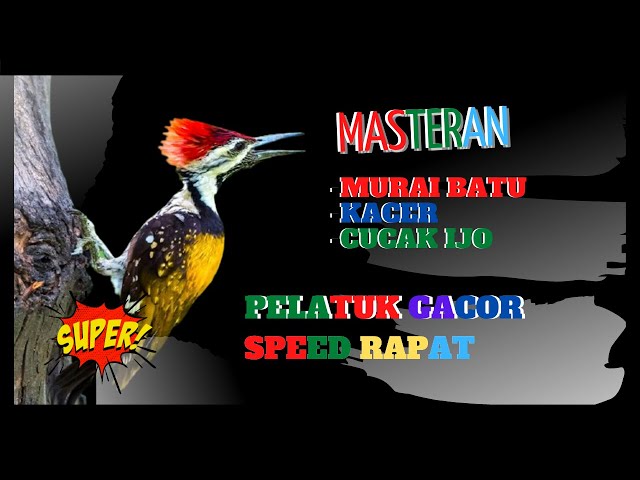 MASTERAN BURUNG KICAU PALING DICARI / PELATUK GACOR SPEED RAPAT UNTUK MURAI BATU / KACER / CUCAK IJO class=