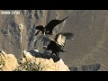 Condor Teaches Youngster to Fly (Narrated by David Tennant) - Earthflight - BBC One