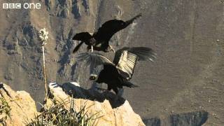 Condor Teaches Youngster to Fly (Narrated by David Tennant)  Earthflight  BBC One