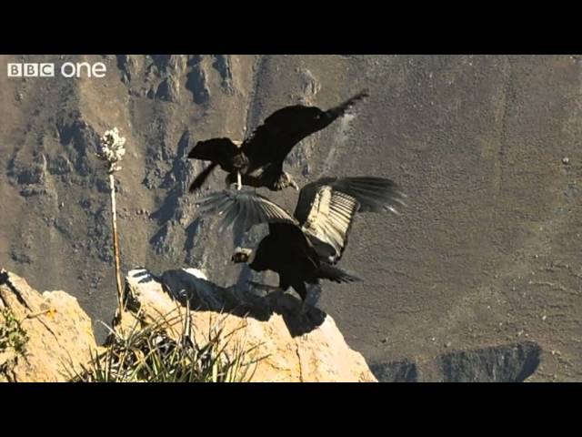 Condor Teaches Youngster to Fly (Narrated by David Tennant) - Earthflight - BBC One class=