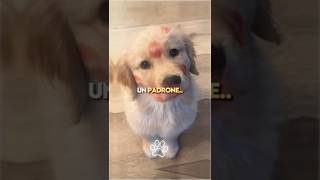 💝 3 Gesti che Fanno Capire al tuo Cane che lo Ami - PARTE 1